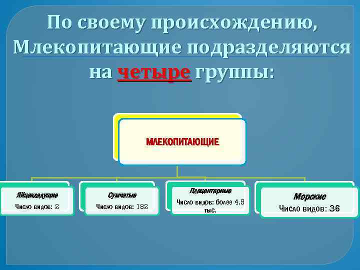 По своему происхождению, Млекопитающие подразделяются на четыре группы: МЛЕКОПИТАЮЩИЕ Яйцекладущие Сумчатые Число видов: 2