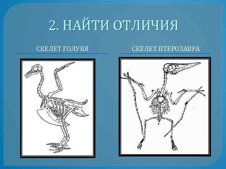 Особенности скелета птиц для полета