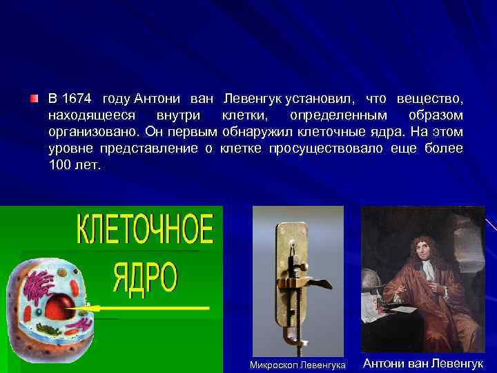 В 1674 году Антони ван Левенгук установил, что вещество, находящееся внутри клетки, определенным образом