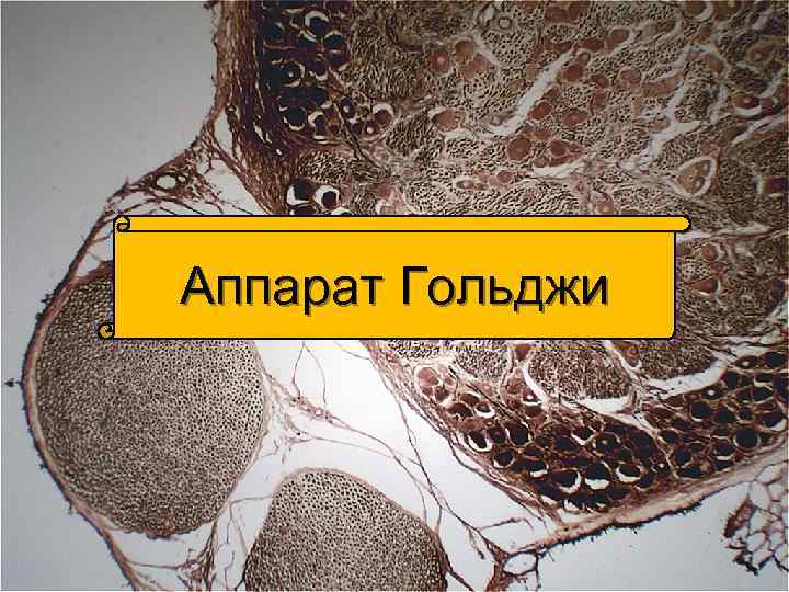 Аппарат Гольджи 