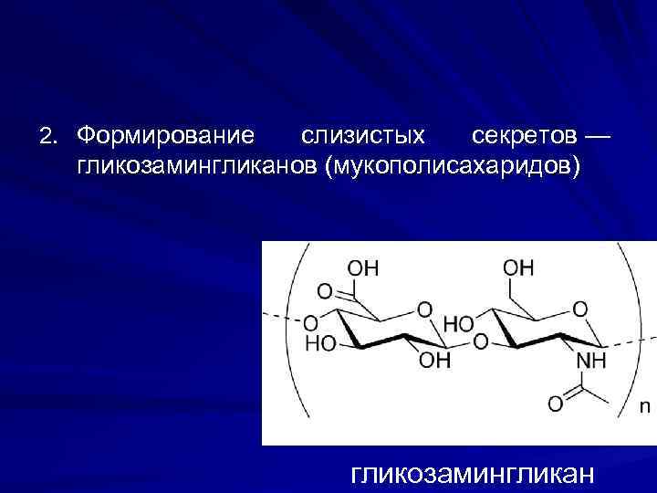 2. Формирование слизистых секретов — гликозамингликанов (мукополисахаридов) гликозамингликан 