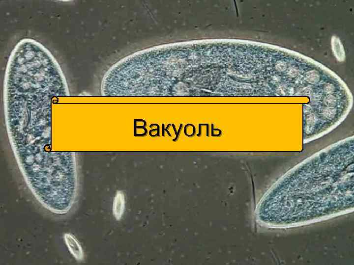 Вакуоль 