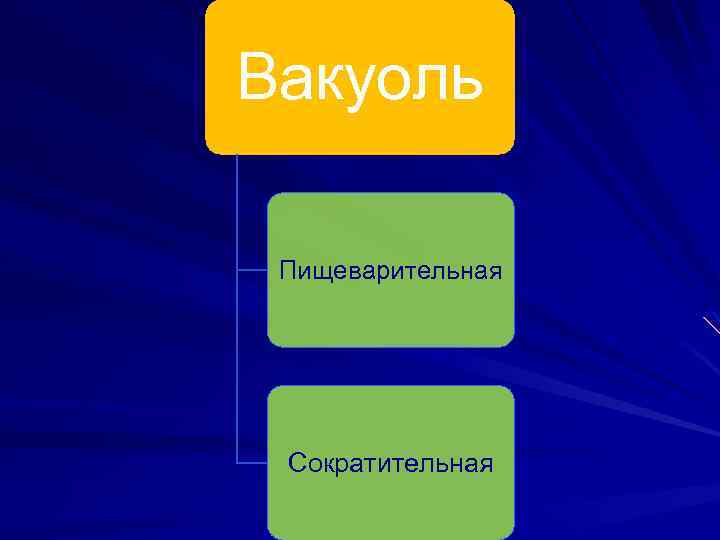Вакуоль Пищеварительная Сократительная 