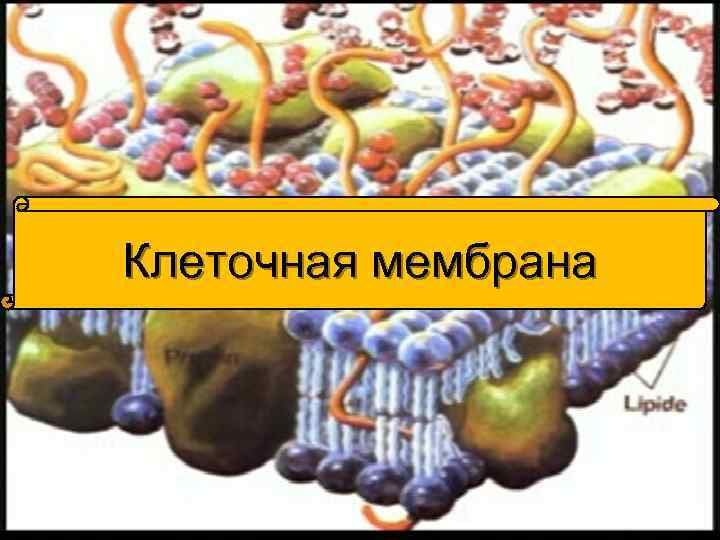 Клеточная мембрана 
