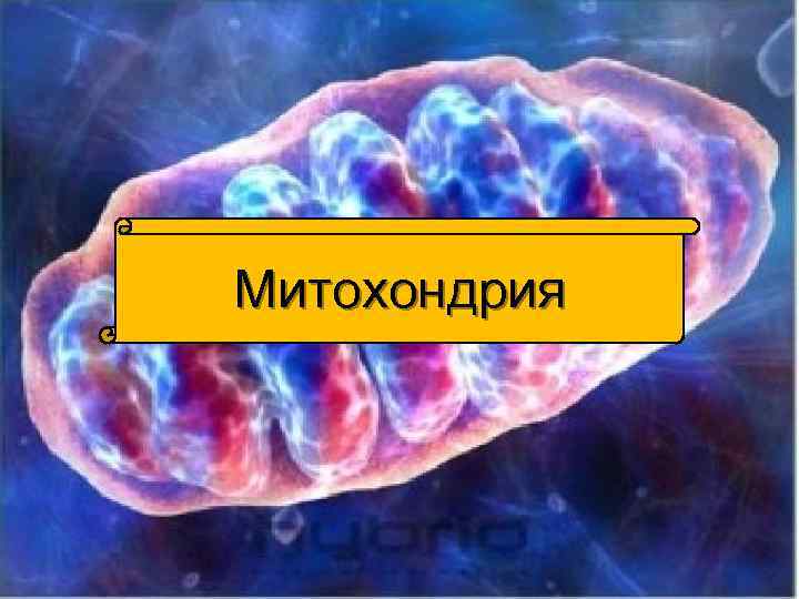 Митохондрия 