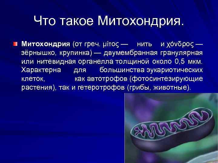 Что такое Митохондрия (от греч. μίτος — нить и χόνδρος — зёрнышко, крупинка) —