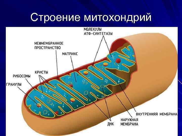 Картинка митохондрии клетки