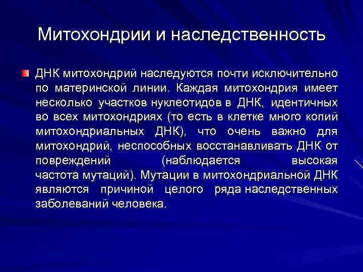Митохондрии и наследственность ДНК митохондрий наследуются почти исключительно по материнской линии. Каждая митохондрия имеет