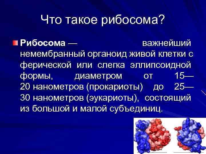 Что такое рибосома? Рибосома — важнейший немембранный органоид живой клетки с ферической или слегка