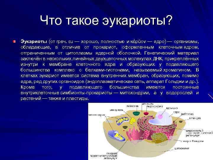 Что такое эукариоты? Эукариоты (от греч. ευ — хорошо, полностью и κάρῠον — ядро)