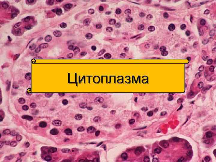 Цитоплазма 