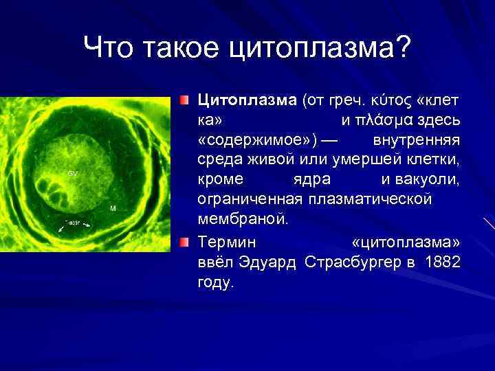 Что такое цитоплазма? Цитоплазма (от греч. κύτος «клет ка» и πλάσμα здесь «содержимое» )