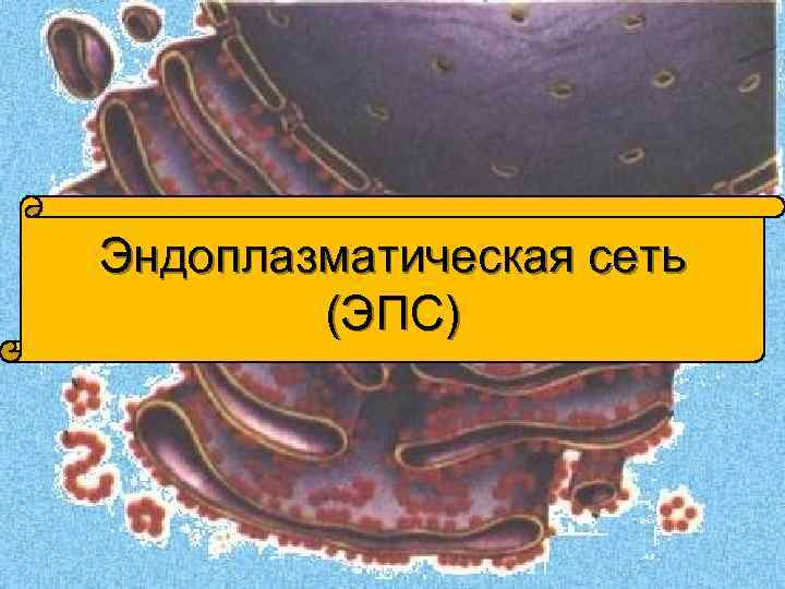 Эндоплазматическая сеть (ЭПС) 