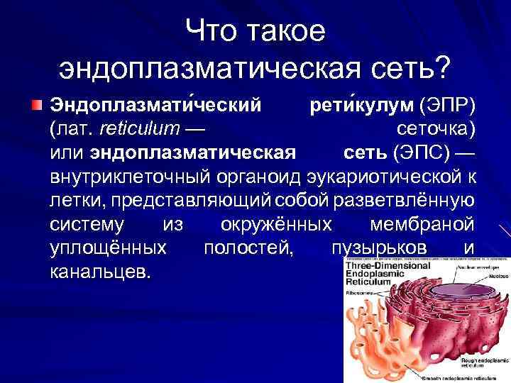 Что такое эндоплазматическая сеть? Эндоплазмати ческий рети кулум (ЭПР) (лат. reticulum — сеточка) или