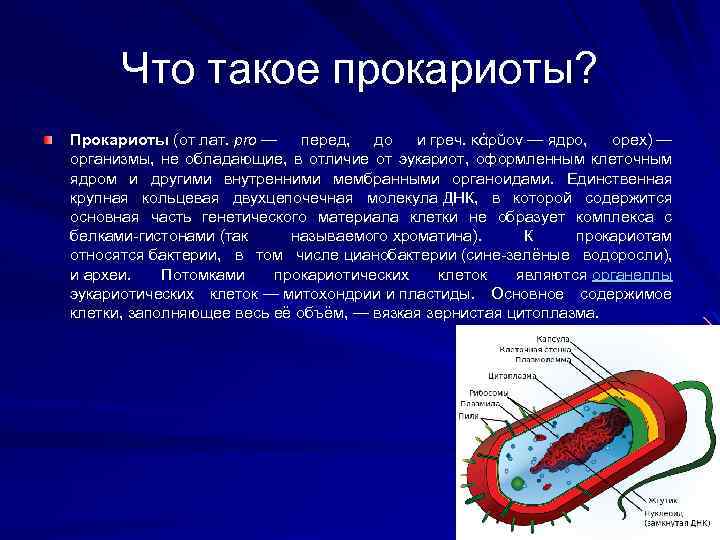 Пластиды у эукариот. Прокариотическая клетка. Пластиды у прокариот. Прокариоты функции. Хлоропласты у прокариот.