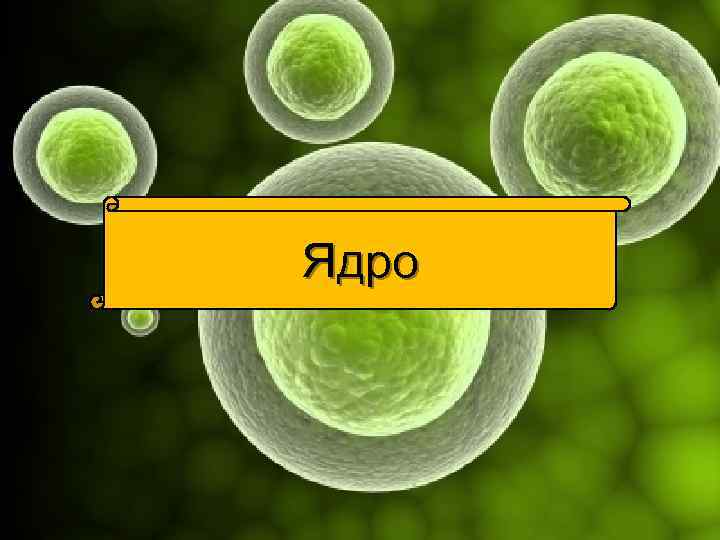 Ядро 