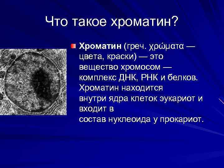 Содержит хроматин. Хроматин строение. Хроматин в ядре. Строение клетки хроматин. Хроматин строение и функции.