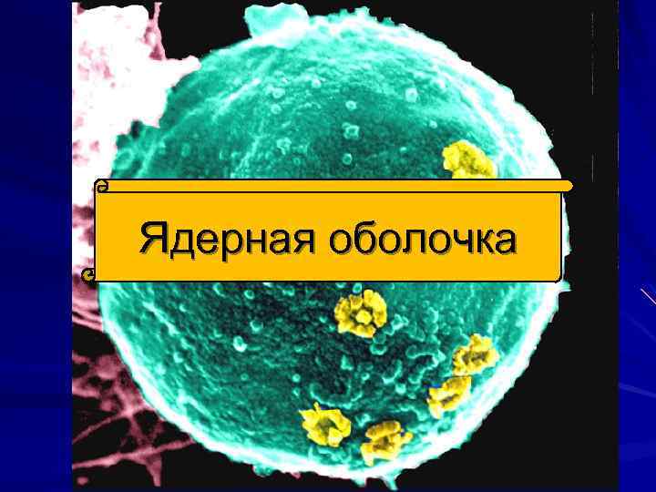 Ядерная оболочка 