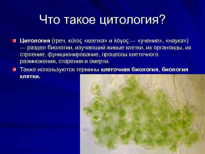 Наука изучает живые клетки. Цитология. Цитология это кратко. Цитология кратко и понятно. Раздел биологии изучающий живые клетки.