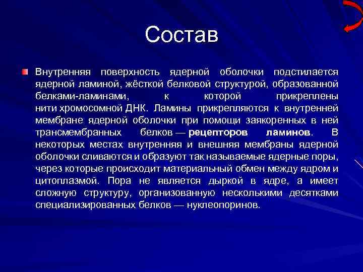 Состав Внутренняя поверхность ядерной оболочки подстилается ядерной ламиной, жёсткой белковой структурой, образованной белками-ламинами, к