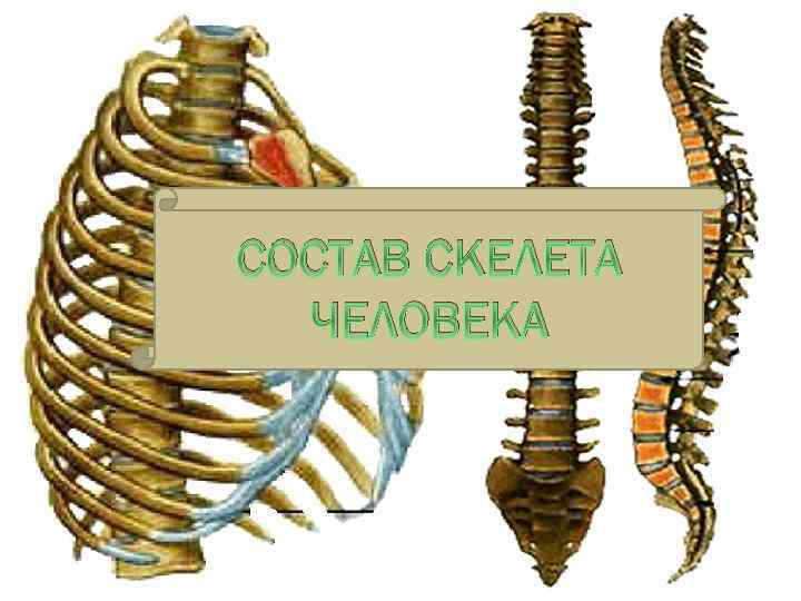 СОСТАВ СКЕЛЕТА ЧЕЛОВЕКА 
