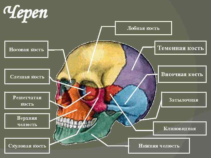 Скуловая и теменные кости. Решетчатая теменная лобная кости. Клиновидная и решетчатая кости черепа. Лобная кость. Решетчатая кость. Решетчатая кость черепа анатомия.