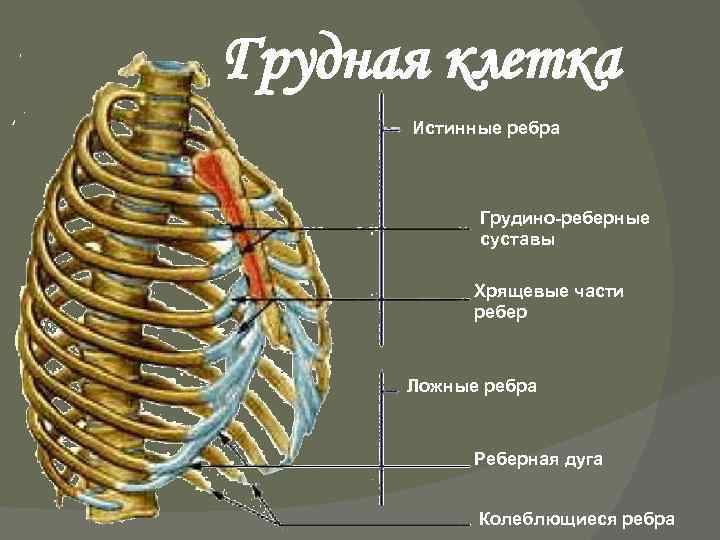 Реберная дуга фото