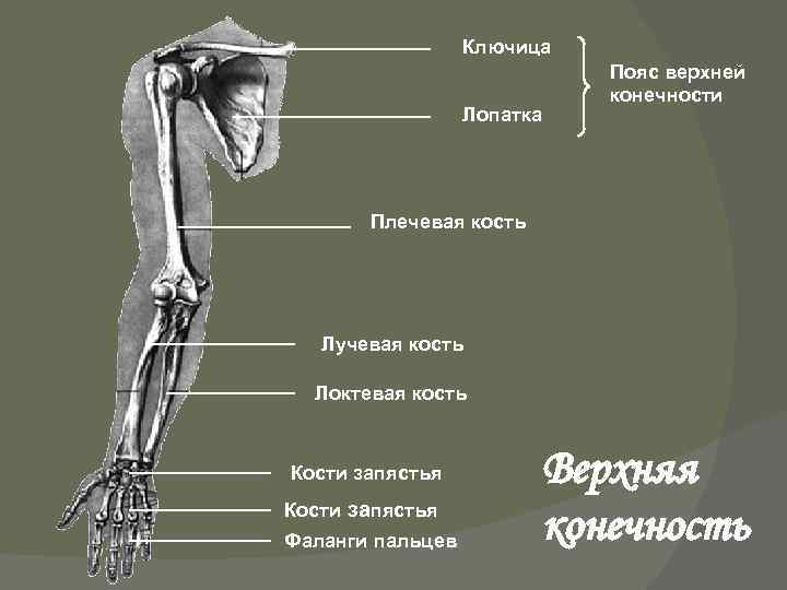 Части верхней конечности человека. Строение костей верхней конечности человека. Пояс верхних конечностей. Кости верхней конечности.. Кости верхней конечности лопатка.