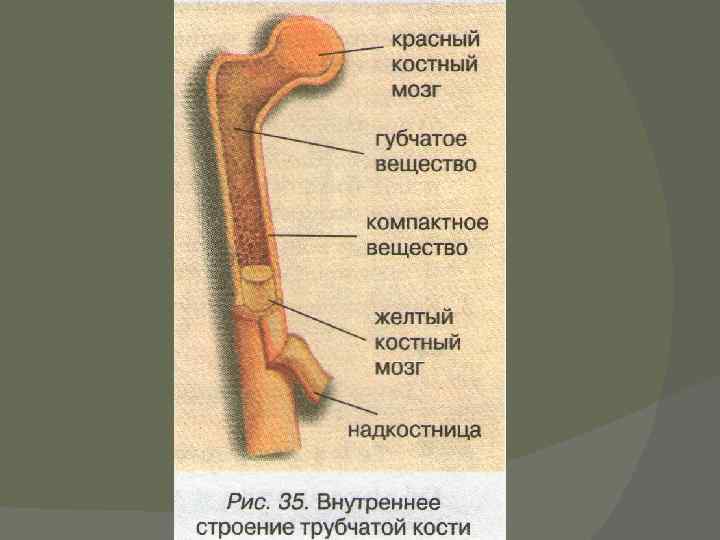 Желтый костный мозг