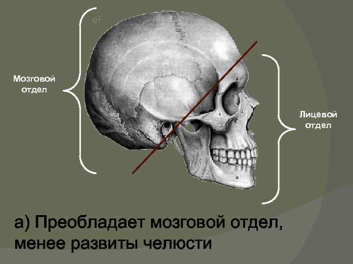 Мозговой отдел Лицевой отдел а) Преобладает мозговой отдел, менее развиты челюсти 