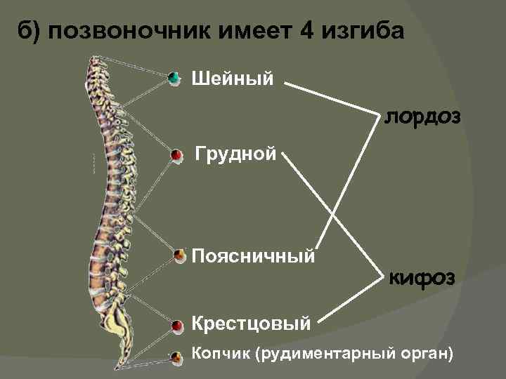 Позвоночник человека в норме имеет изгибы