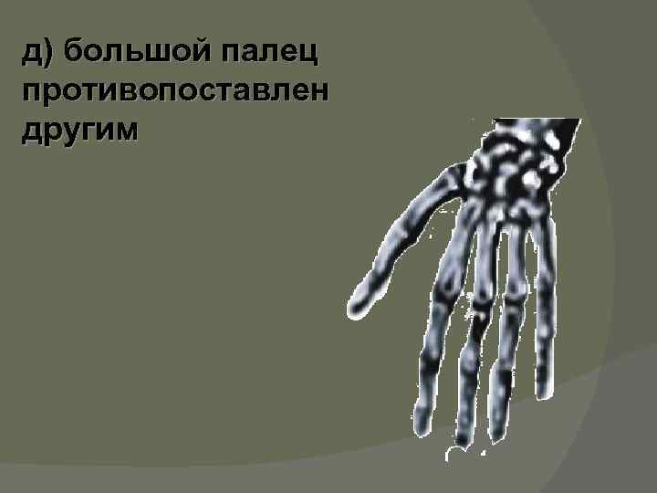 д) большой палец противопоставлен другим 