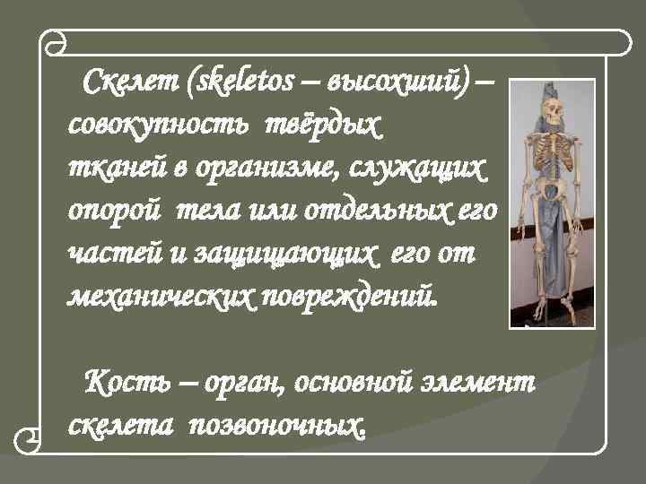 Скелет (skeletos – высохший) – совокупность твёрдых тканей в организме, служащих опорой тела или