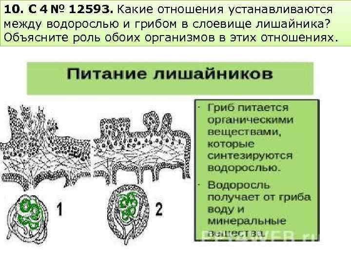 10. C 4 № 12593. Какие отношения устанавливаются между водорослью и грибом в слоевище