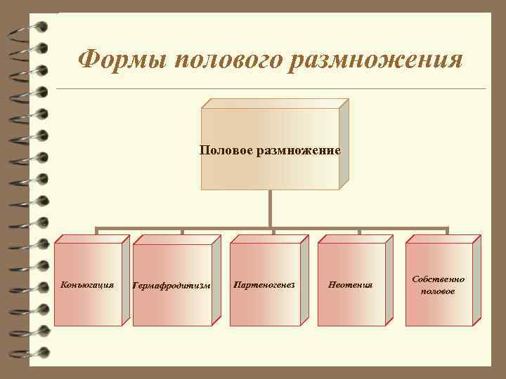 Формы полового размножения Половое размножение Конъюгация Гермафродитизм Партеногенез Неотения Собственно половое 