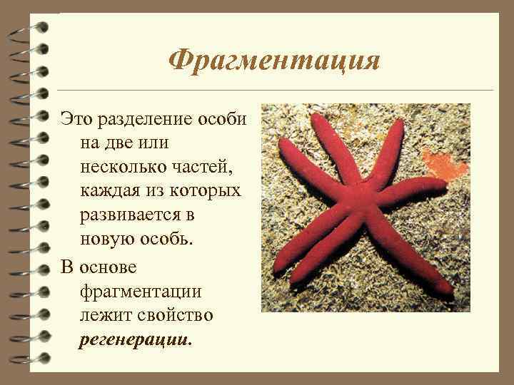 Фрагментация Это разделение особи на две или несколько частей, каждая из которых развивается в