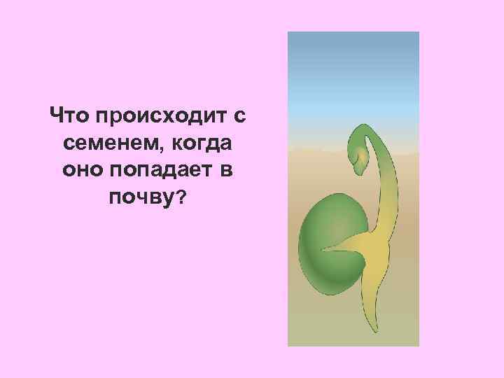 Что происходит с семенем, когда оно попадает в почву? 