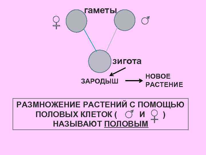 Гаметы образуются в гаметофите. Слияние гамет схема. Схема слияние половых клеток. Гаметы схема. Гамета и зигота.