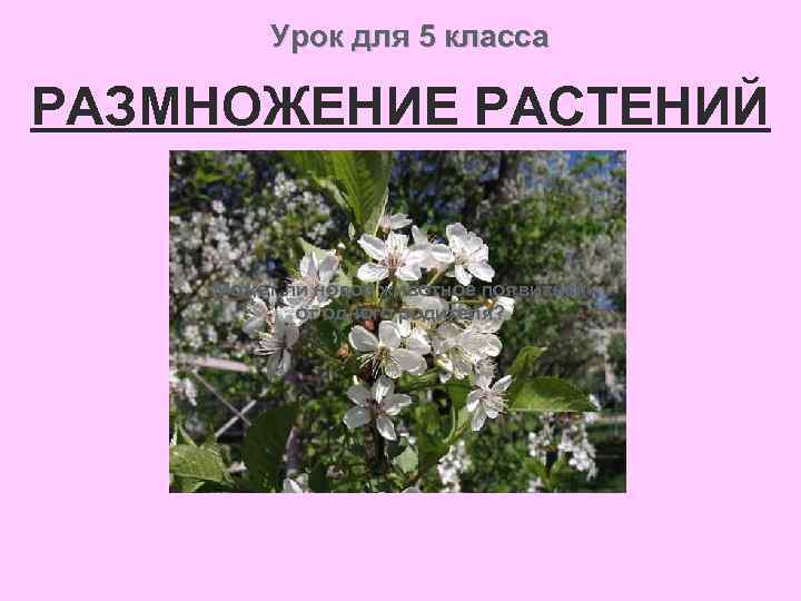 Урок для 5 класса РАЗМНОЖЕНИЕ РАСТЕНИЙ Может ли новое животное появиться от одного родителя?