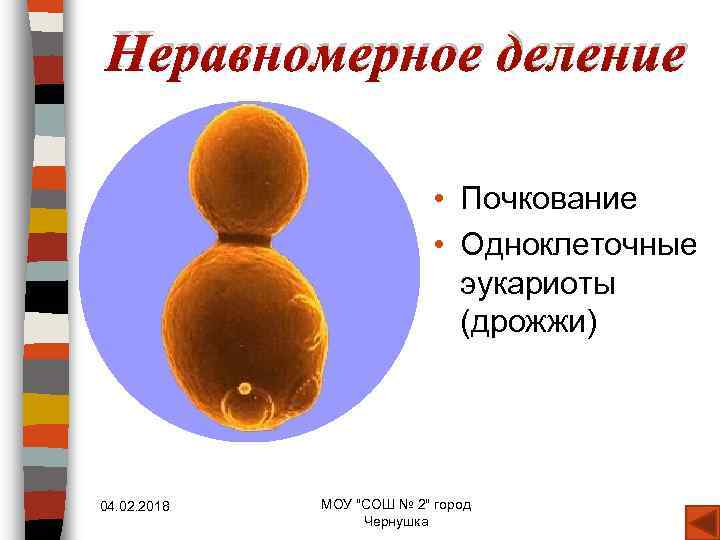 Неравномерное деление • Почкование • Одноклеточные эукариоты (дрожжи) 04. 02. 2018 МОУ "СОШ №