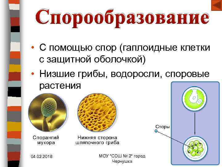 Спорообразование • С помощью спор (гаплоидные клетки с защитной оболочкой) • Низшие грибы, водоросли,