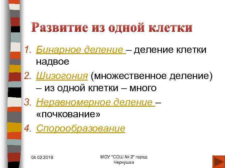 Развитие из одной клетки 1. Бинарное деление – деление клетки надвое 2. Шизогония (множественное