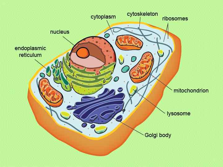 Найди клетку. Клетка эукариот. Строение эукариотической клетки. Эукариотическая клетка. Клетка эукариот рисунок.