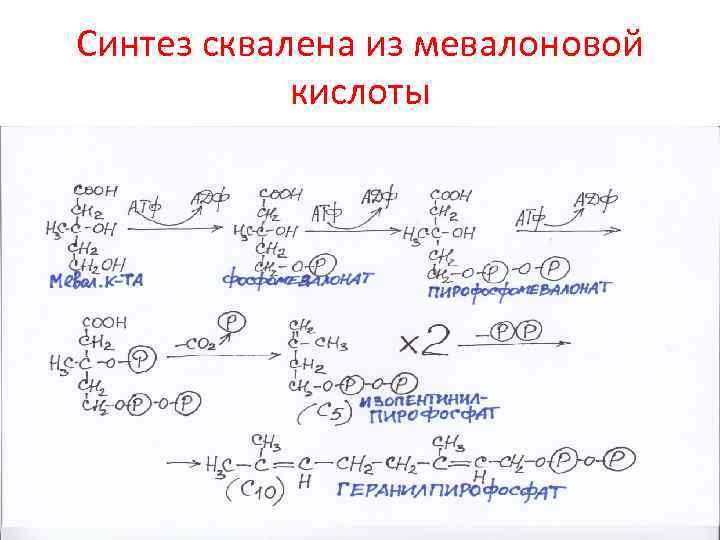 Синтез сквалена из мевалоновой кислоты 