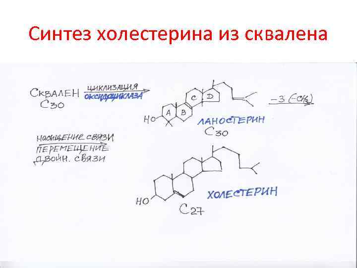 Синтез холестерина из сквалена 