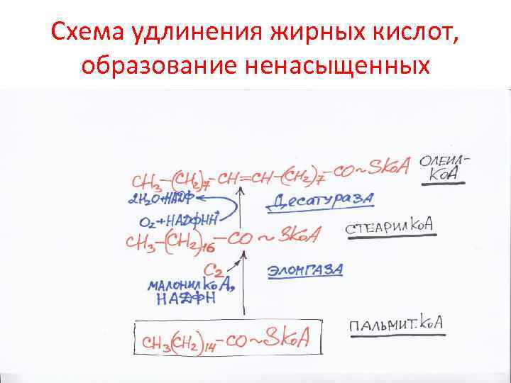 Схема удлинения жирных кислот, образование ненасыщенных 