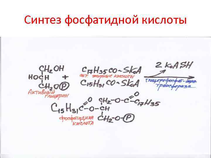 Схема образования фосфатидной кислоты содержащей остатки арахиновой и олеиновой кислот