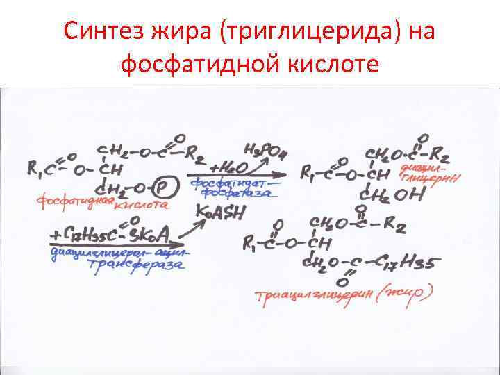 Схема синтеза триглицеридов