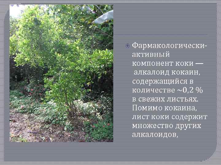  Фармакологически- активный компонент коки — алкалоид кокаин, содержащийся в количестве ~0, 2 %