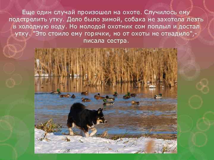 Еще один случай произошел на охоте. Случилось ему подстрелить утку. Дело было зимой, собака